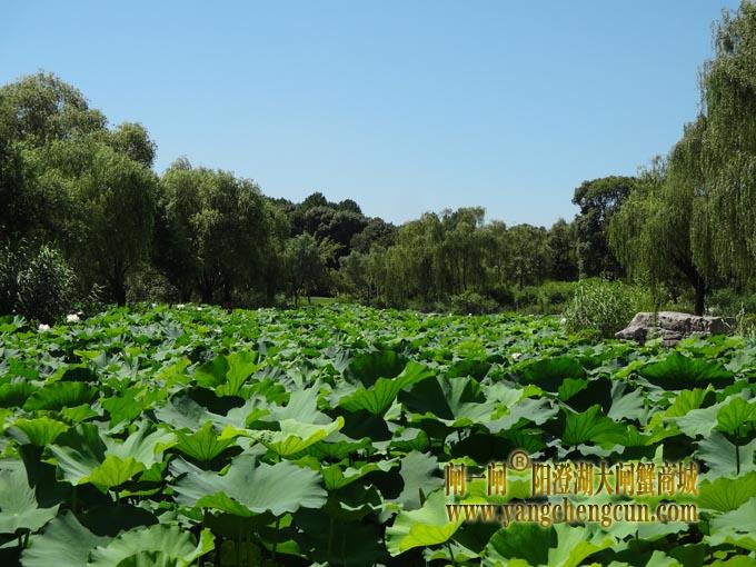 阳澄湖古八景之一莲池避暑(十)