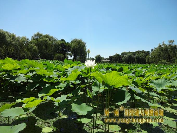 阳澄湖古八景之一莲池避暑(十一)