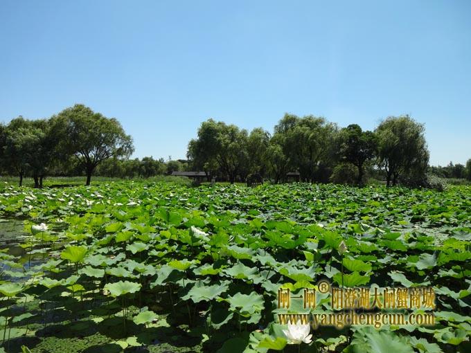 阳澄湖古八景之一莲池避暑(十二)