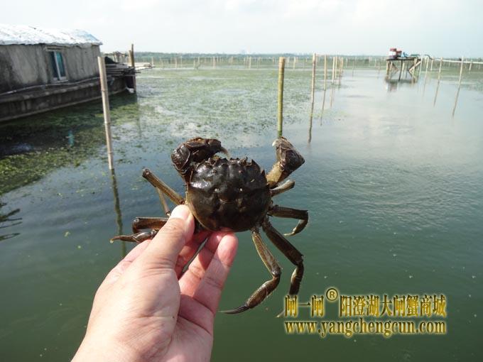 阳澄湖大闸蟹（青背）