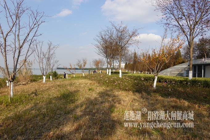 巴城生态湿地公园（冬天）