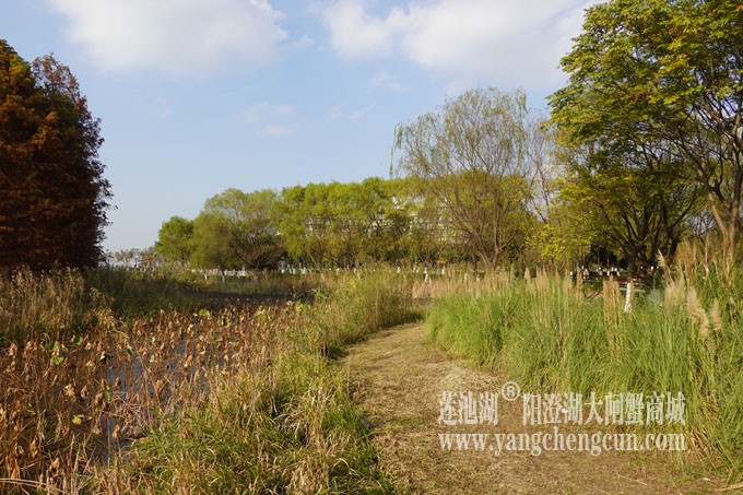 巴城生态湿地公园（冬天）