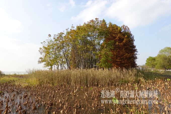 巴城生态湿地公园（冬天）