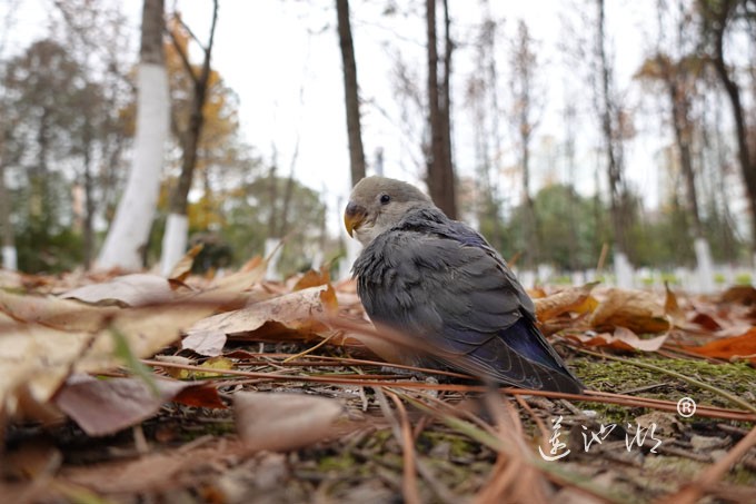 阳澄湖半岛的精灵
