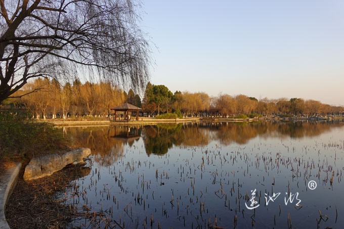 莲池湖-冬日暖阳