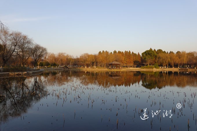 莲池湖-冬日暖阳