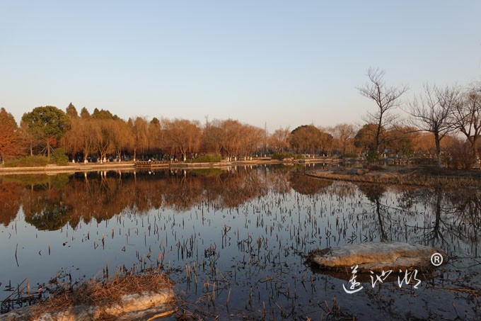 莲池湖-冬日暖阳