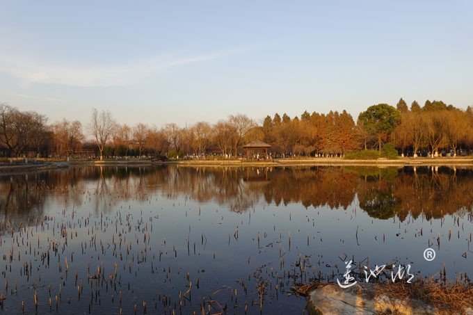 莲池湖-冬日暖阳