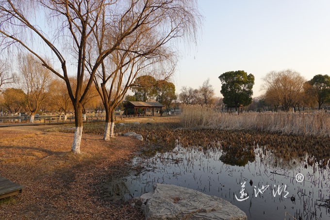 莲池湖-冬日暖阳