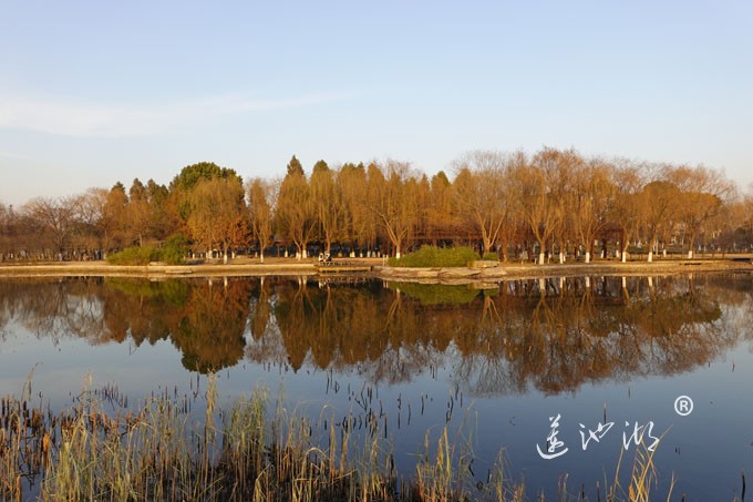 莲池湖-冬日暖阳