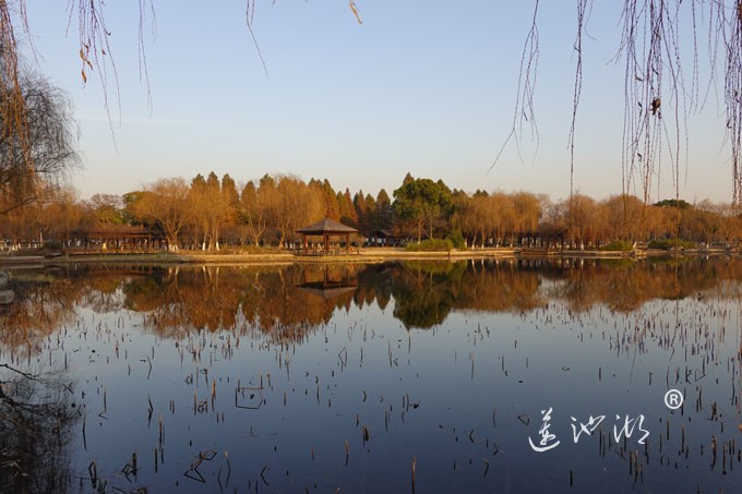 莲池湖-冬日暖阳