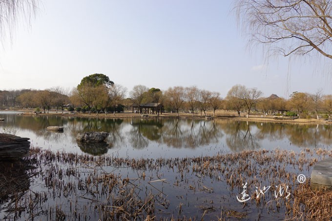 朝阳映在莲池湖上