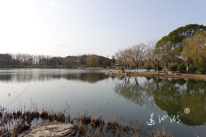 朝阳映在莲池湖上
