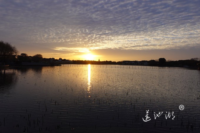 莲池湖上看日出