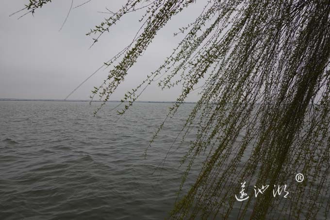 三月阳澄烟雨天