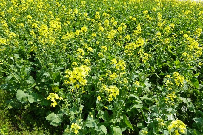 阳澄湖畔的油菜花开了