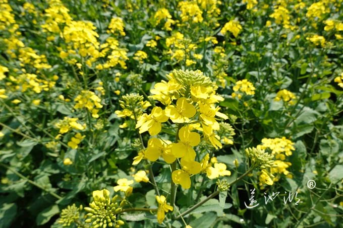 阳澄湖畔的油菜花开了
