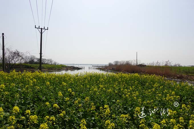 阳澄湖畔的油菜花开了