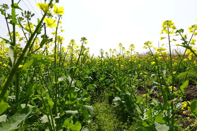 阳澄湖畔的油菜花开了
