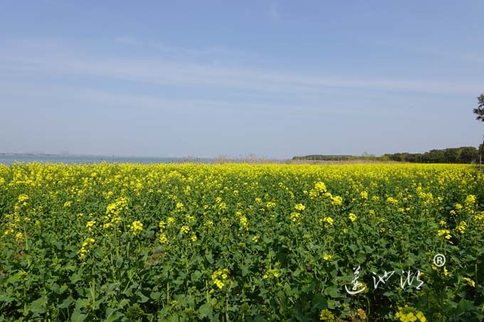 阳澄湖畔的油菜花开了