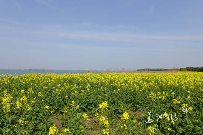 阳澄湖畔的油菜花开了