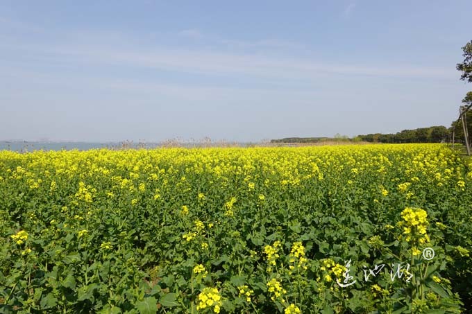 阳澄湖畔的油菜花开了