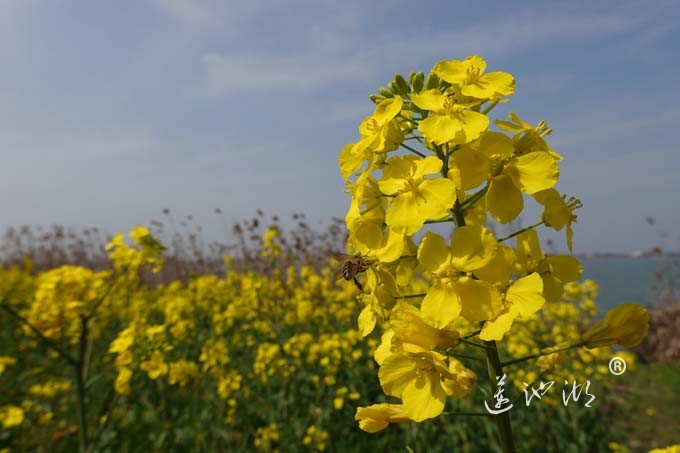阳澄湖畔的油菜花开了
