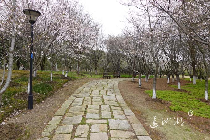 仙樱湖的樱花开了