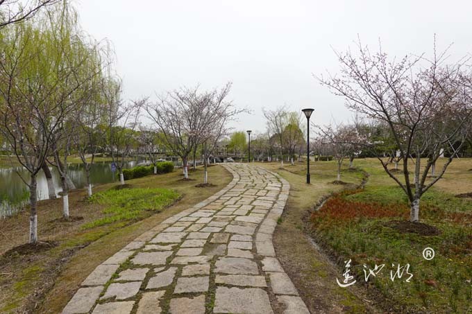 仙樱湖的樱花开了