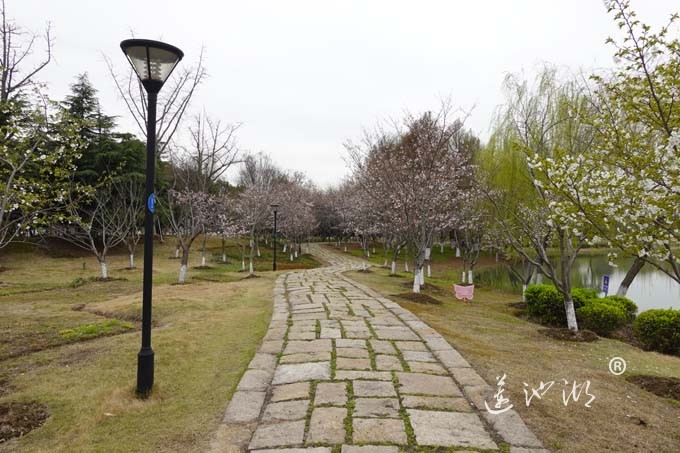 仙樱湖的樱花开了