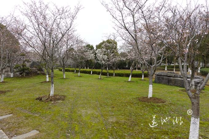 仙樱湖的樱花开了