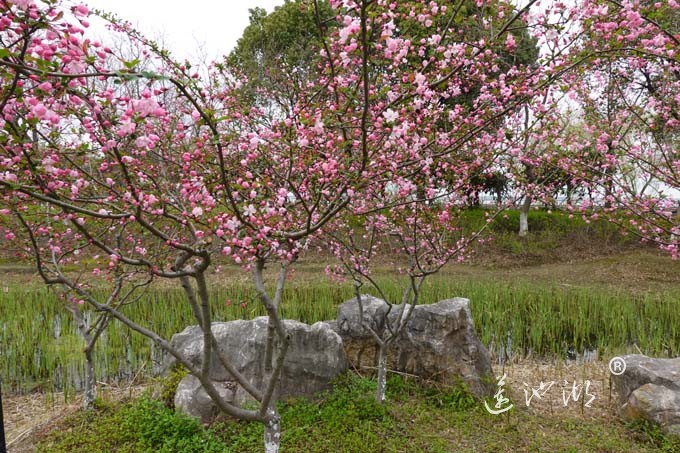 仙樱湖的樱花开了