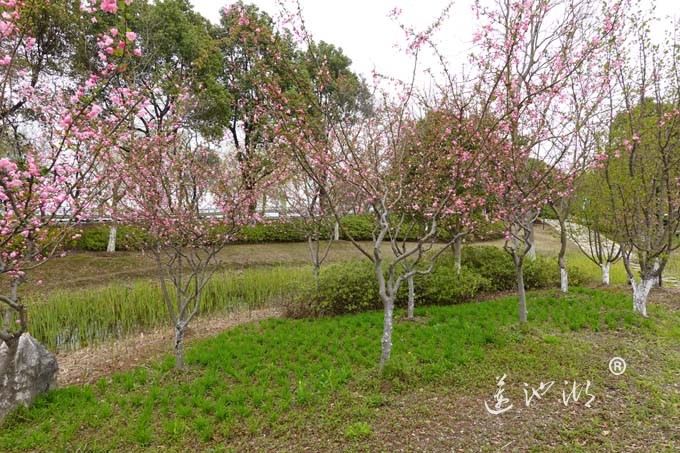 仙樱湖的樱花开了