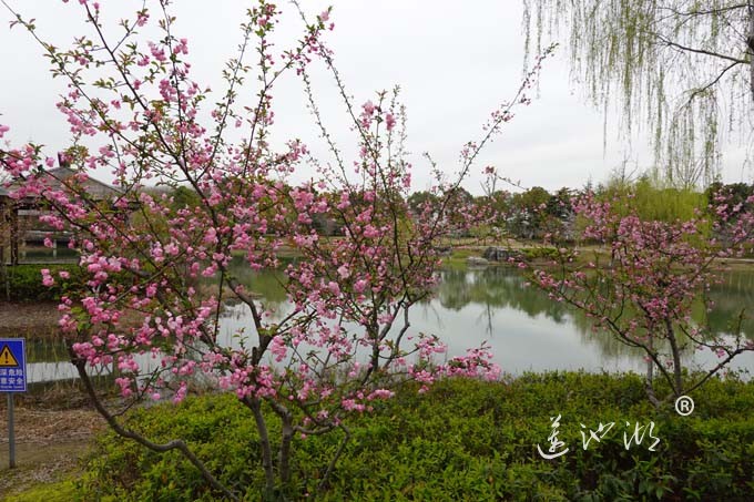 仙樱湖的樱花开了