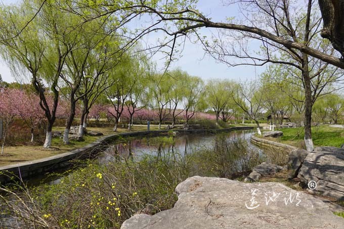 莲池湖的春天来了