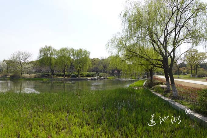 莲池湖的春天来了