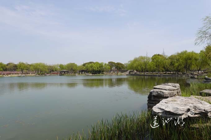 莲池湖的春天来了