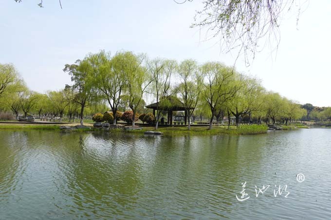 莲池湖的春天来了