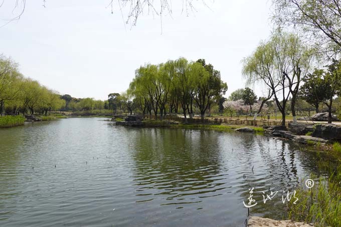 莲池湖的春天来了