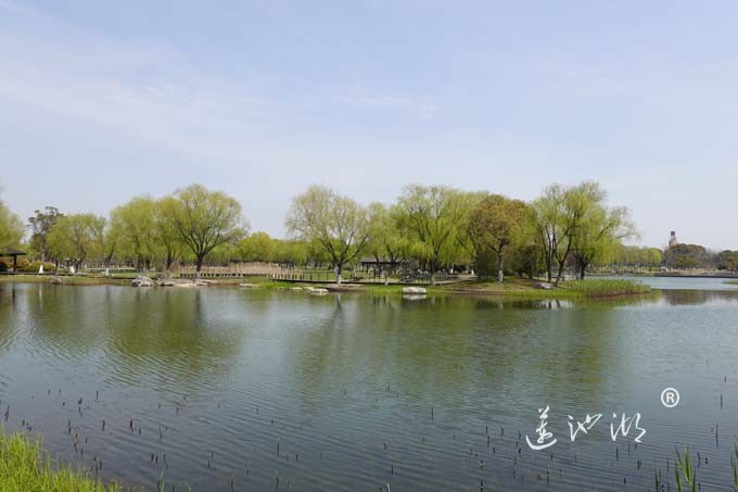 莲池湖的春天来了