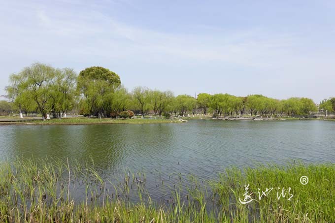 莲池湖的春天来了