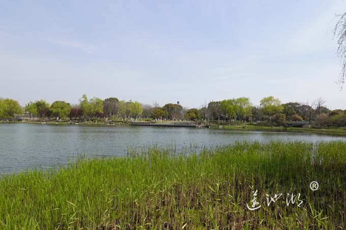 莲池湖的春天来了
