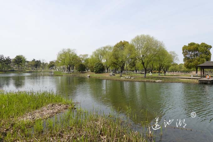 莲池湖的春天来了