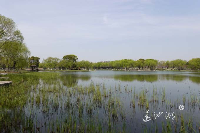 莲池湖的春天来了