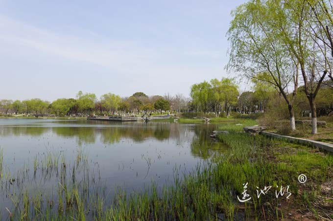 莲池湖的春天来了