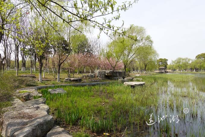 莲池湖的春天来了