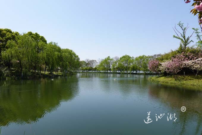 阳澄湖畔四月天-夕鹭园