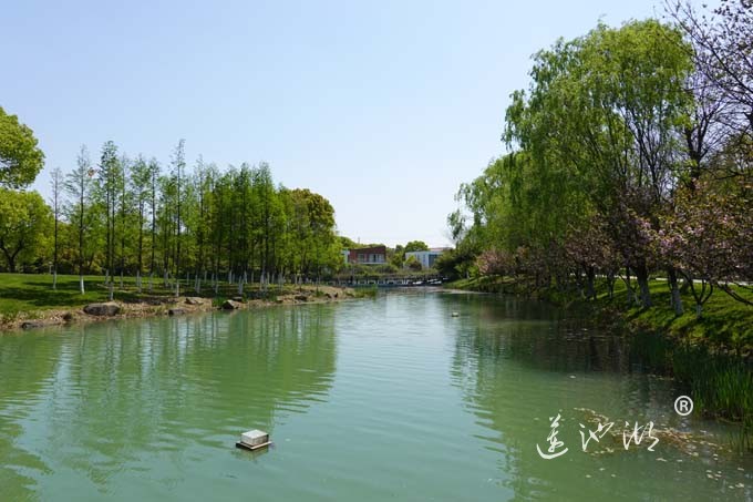 阳澄湖畔四月天-夕鹭园