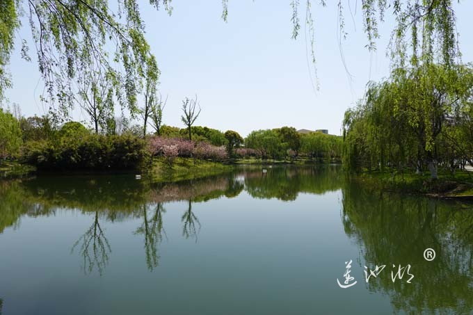 阳澄湖畔四月天-夕鹭园