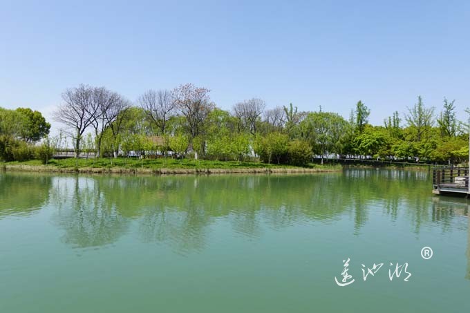 阳澄湖畔四月天-夕鹭园